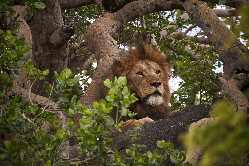 Львы Танзании