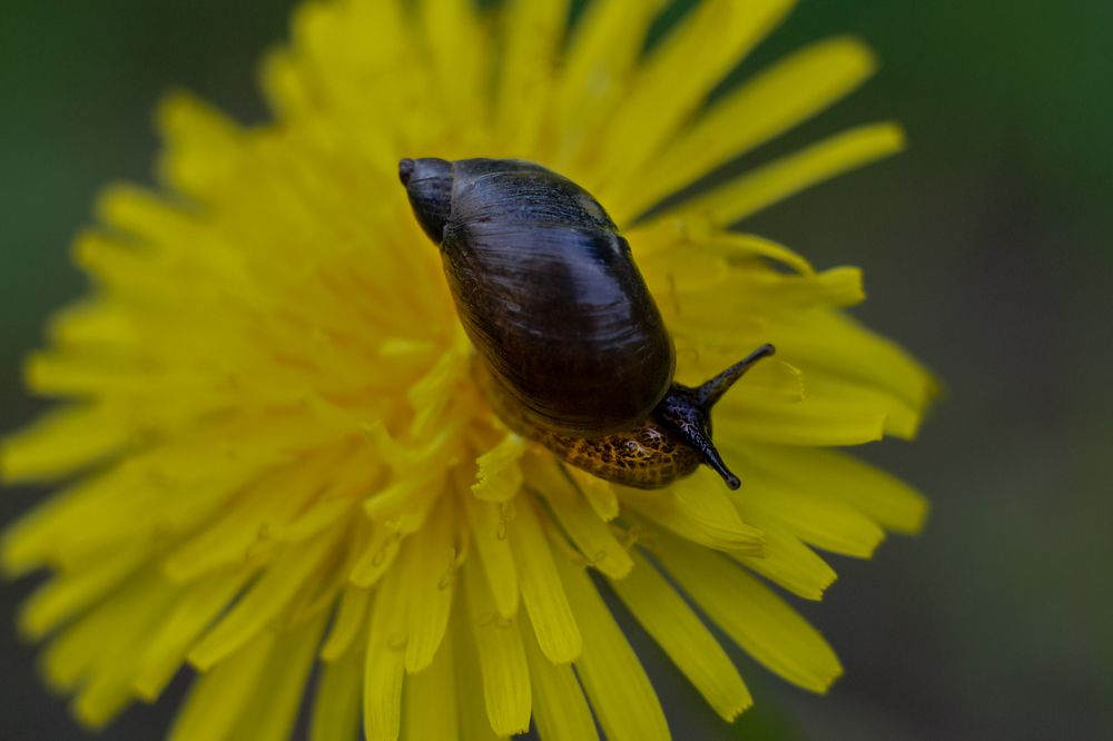 Photograph by Светлана Лехмус