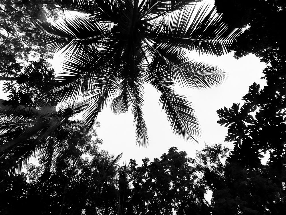 Photograph by BISWAJIT BISWAS