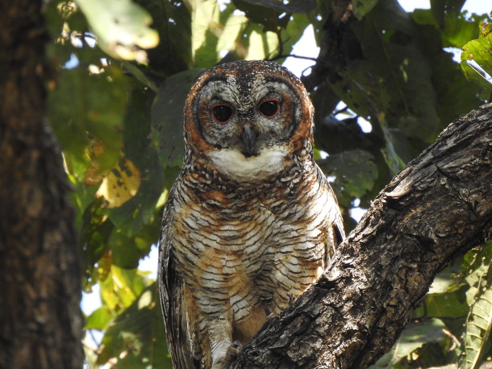 Mottled wood owl