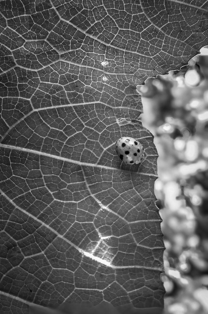 Photograph by BISWAJIT BISWAS