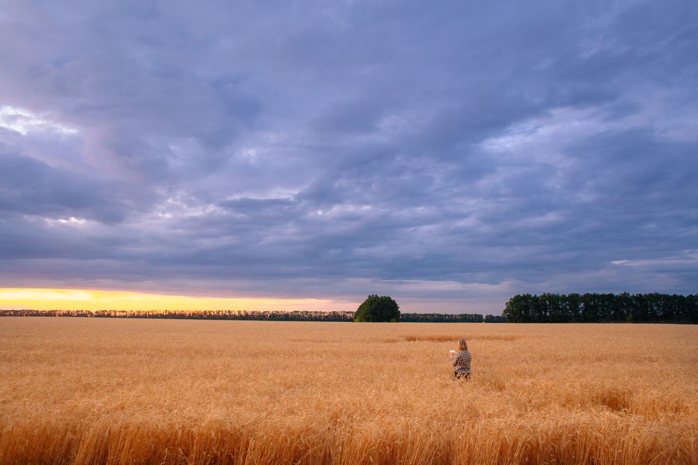 Вечер, поле  под Рамонью