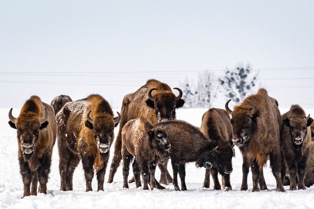 Photograph by Daniel Malinowski