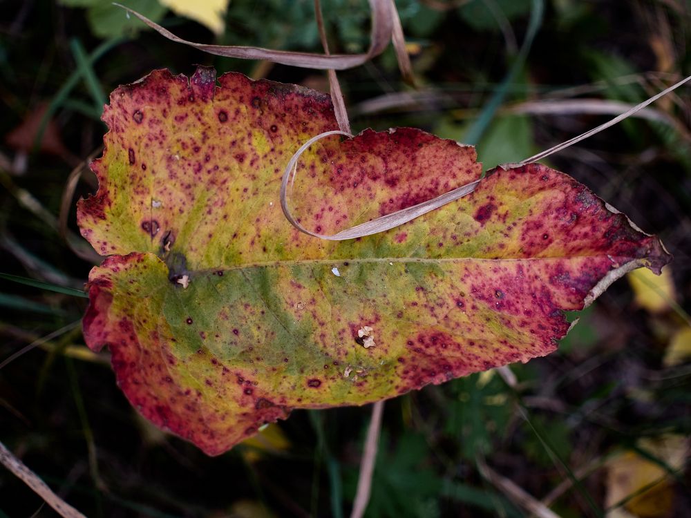 Фотография автора Игорь Игоревич