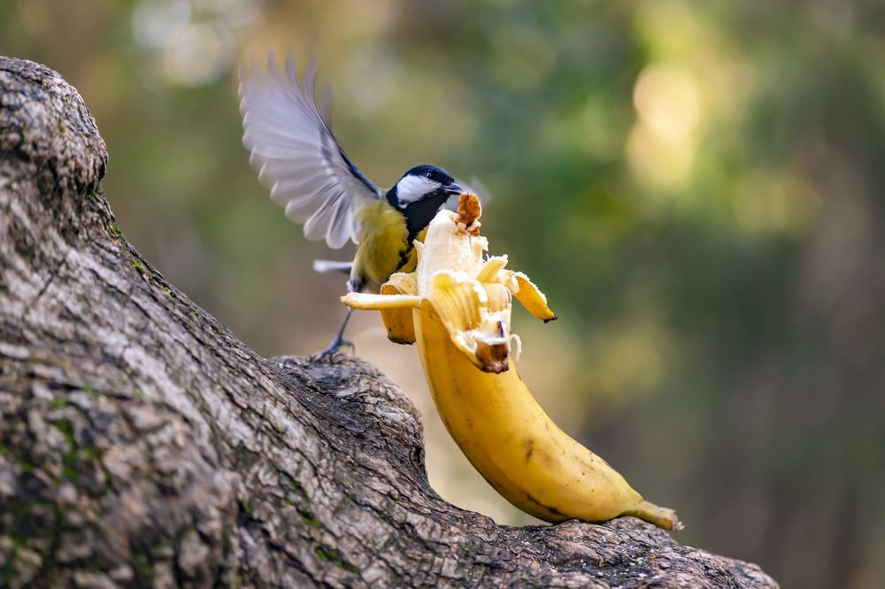 Синичкин пир.