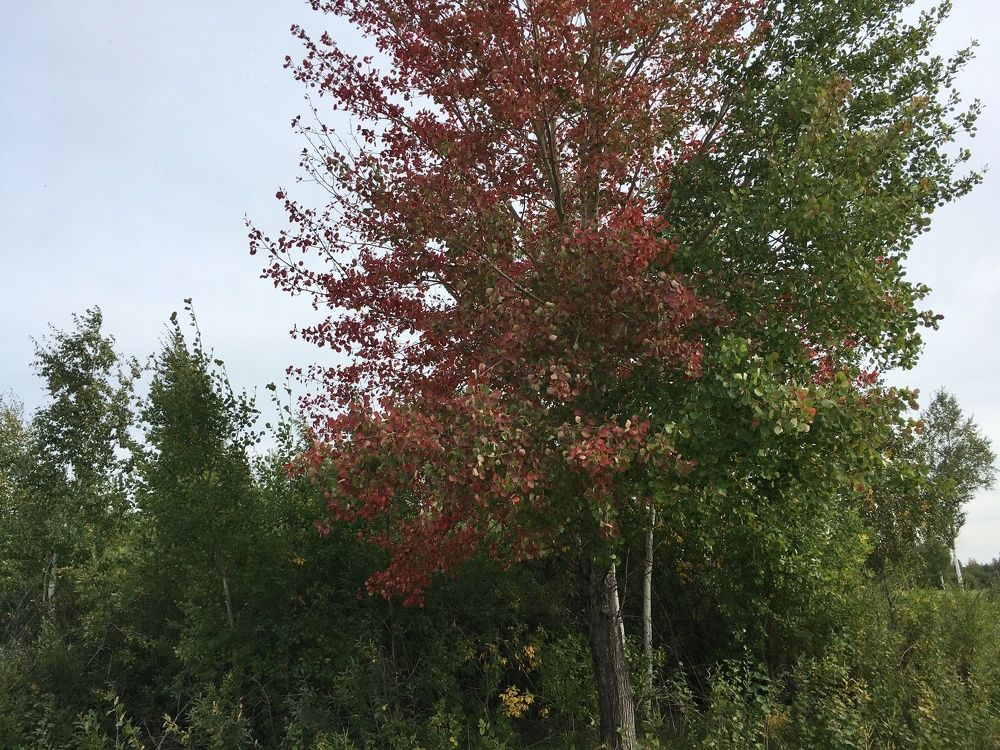 Photograph by Николай Яковлев