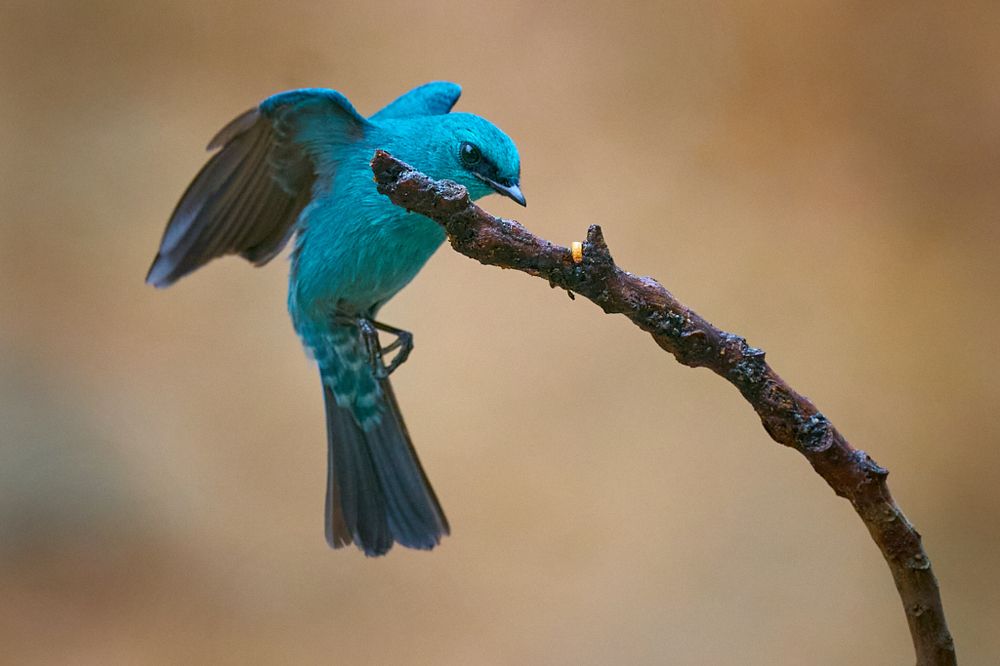 Фотография автора Maurice Leung