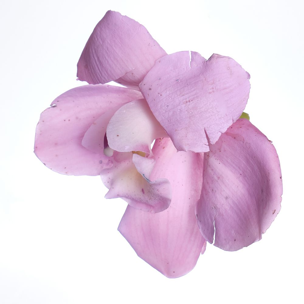 Цветочное разнообразие