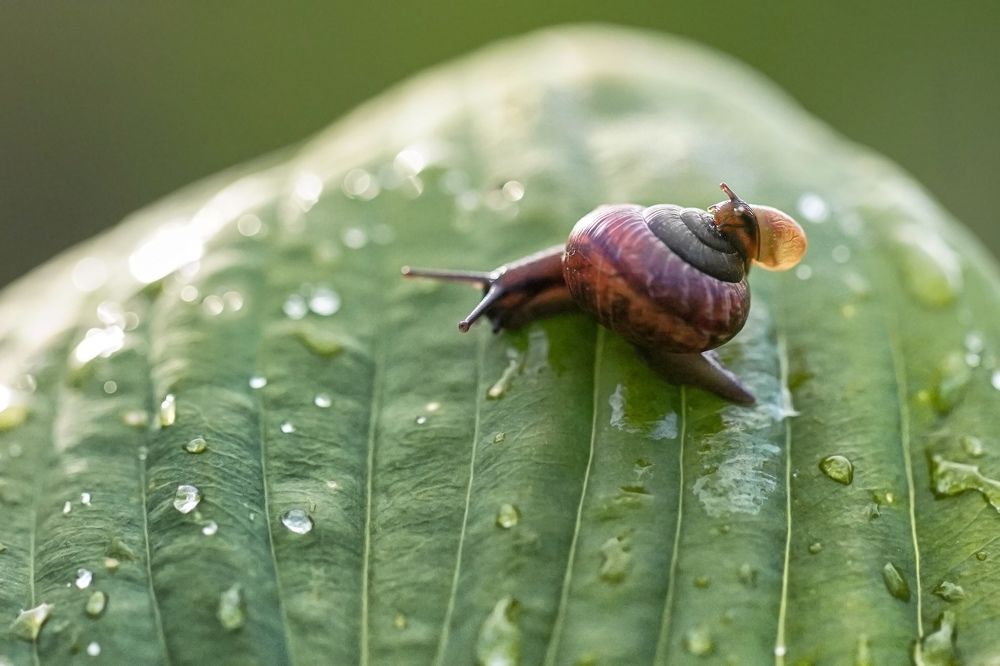 Двойное преодоление