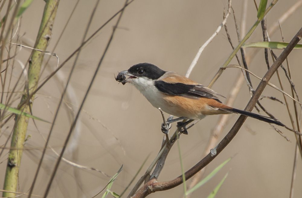 Long Tailed Shrike with kill