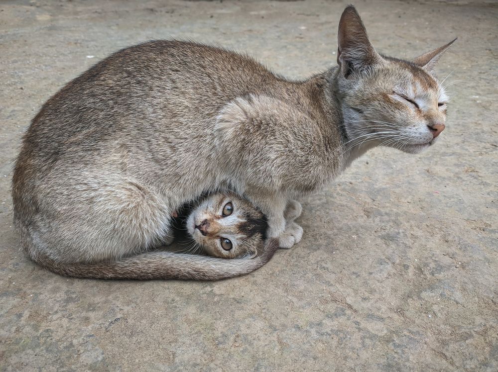 Little Kitten