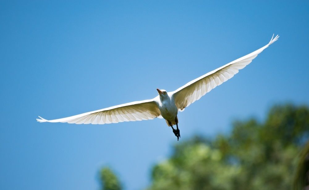 Photograph by Sudha Surendran