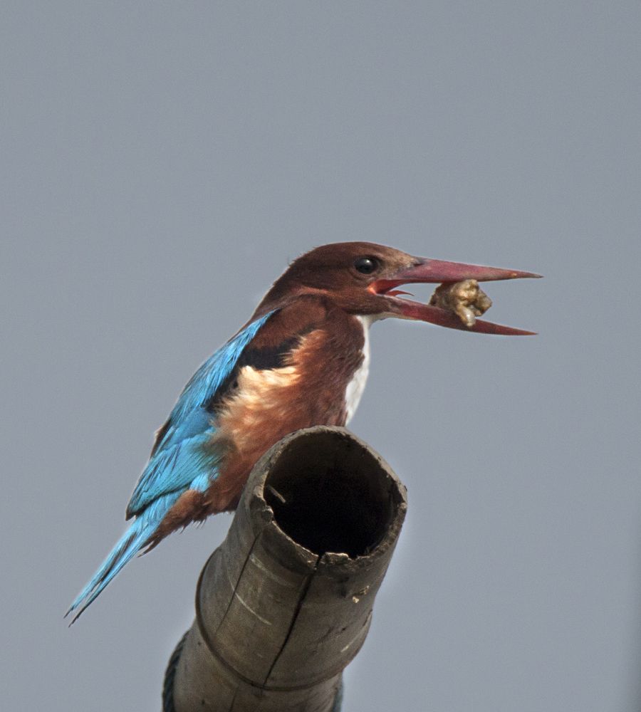 White Breasted Kingfisher with kill