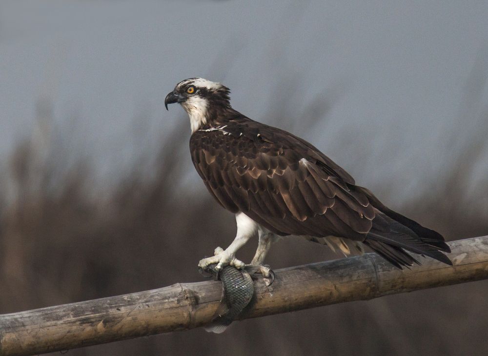 Osprey with catch