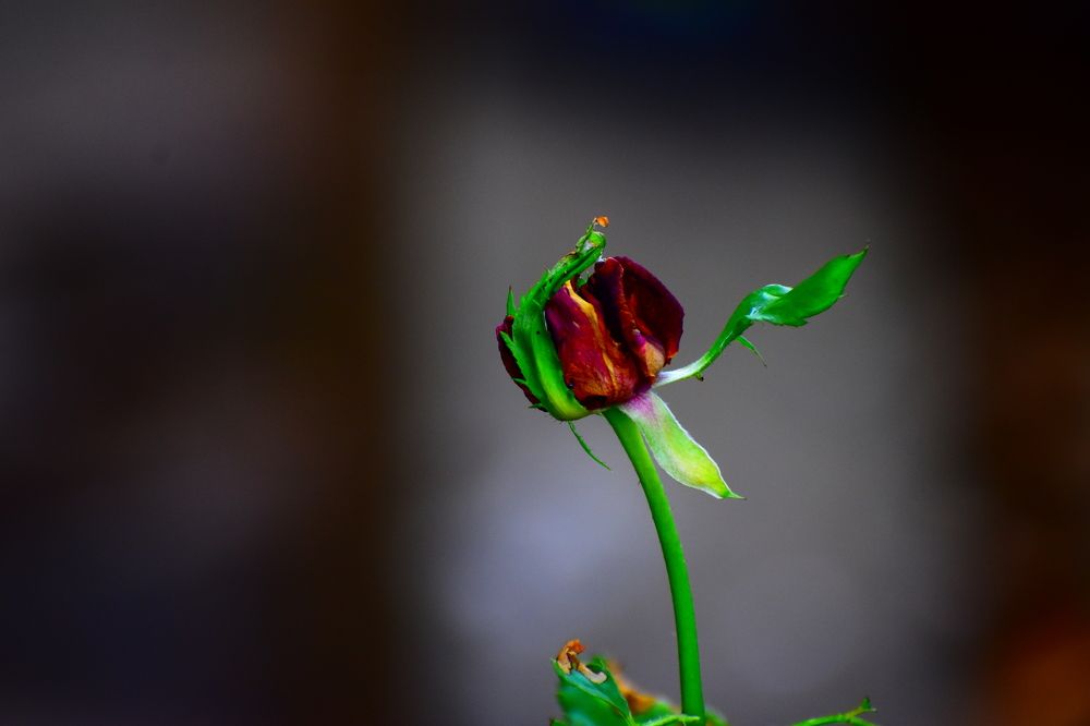 Photograph by Akshaya Dey