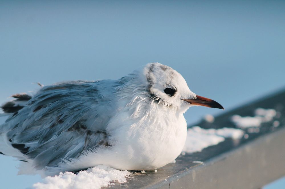 Photograph by Aleksandr Korotkov