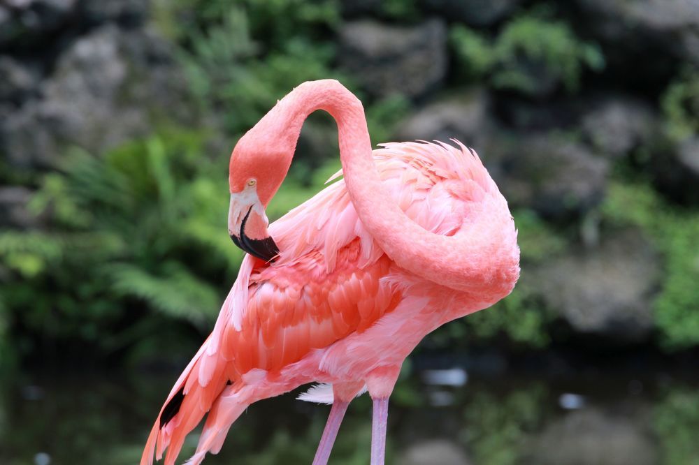 Flamingo Nature