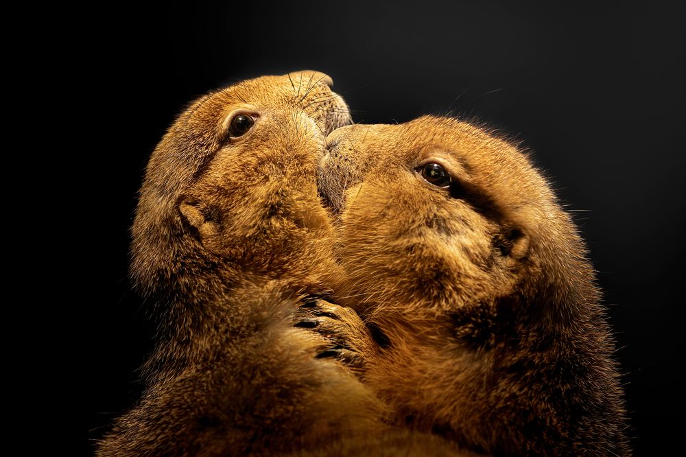 Prairie dogs