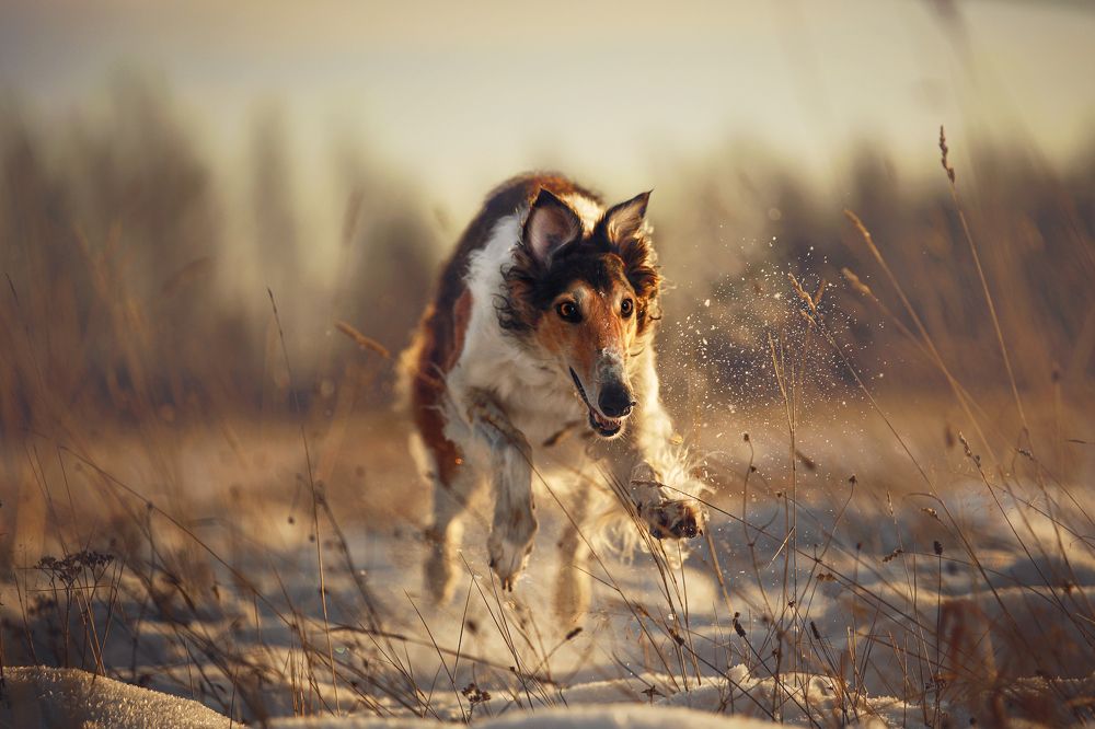 Photograph by Наталия Поникарова