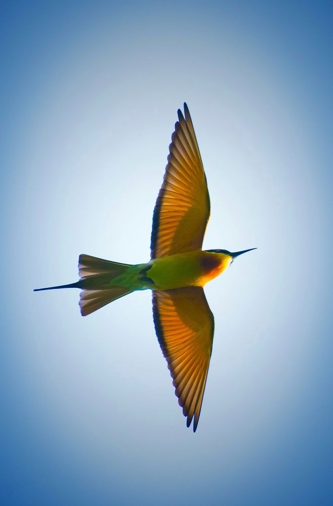 Photograph by Sudha Surendran