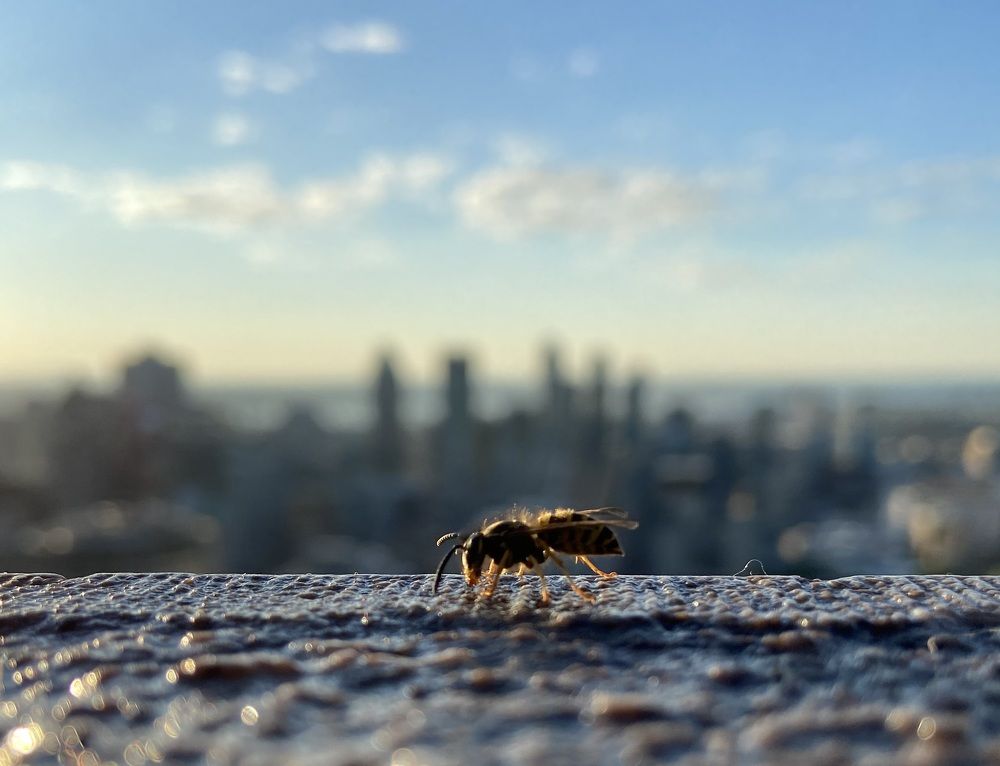 Photograph by Mohammed Ashfaqul Islam Chowdhury