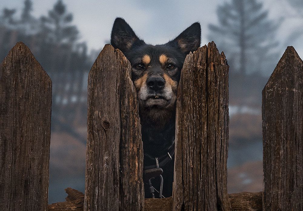 Жил-был пёс...