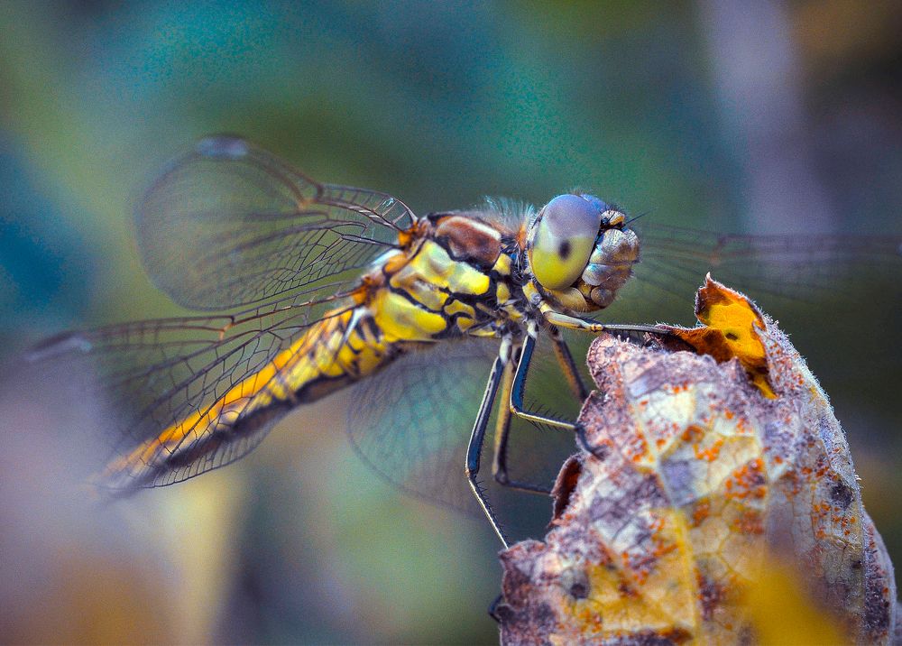 Photograph by Олеся zme