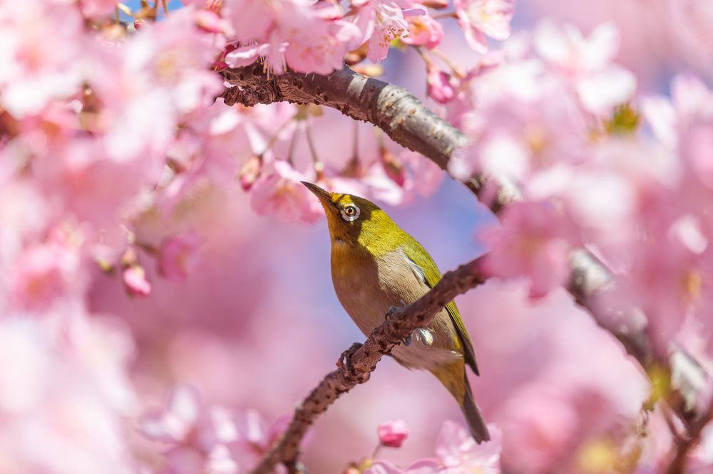 Tokyo, Sakura, Birds