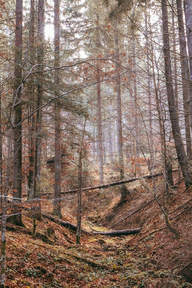 Where all the bears?