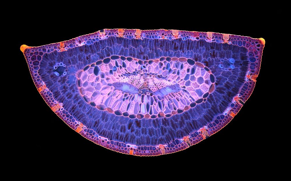 Сосна приморская