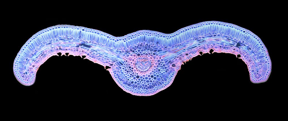 На крыльях ночи