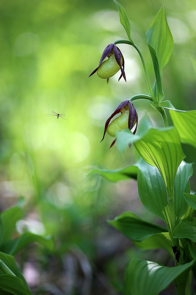 Дневной дозор