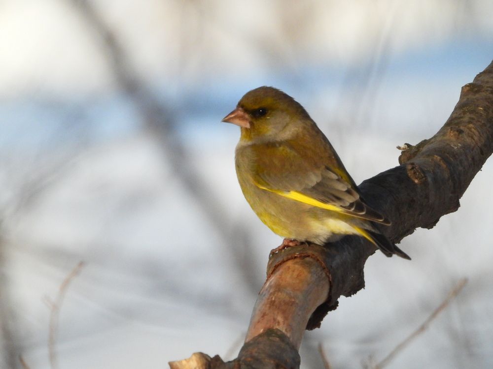 Лесная канарейка