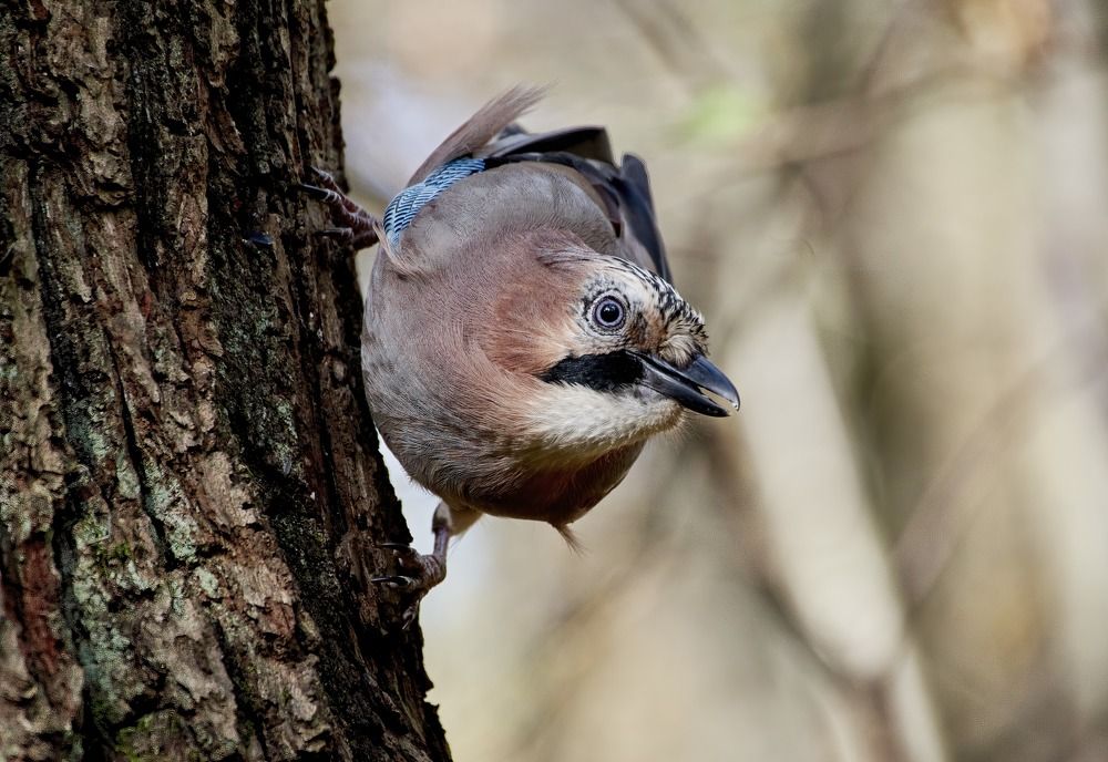 Привет, фотограф -:))