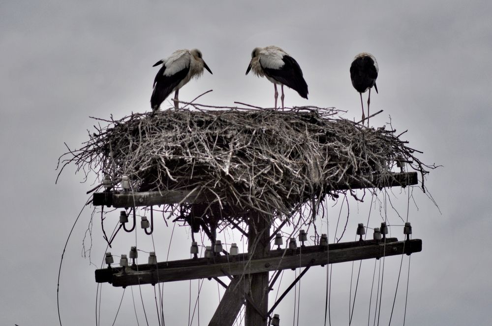 Photograph by Александр Черненков