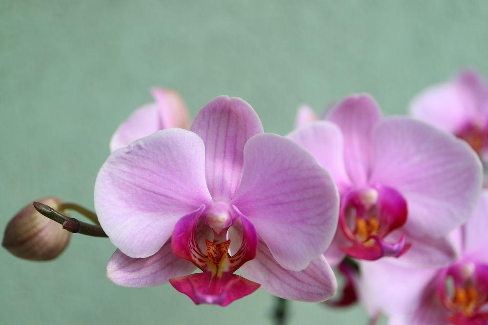 Pink Orchid With Delicate Petals