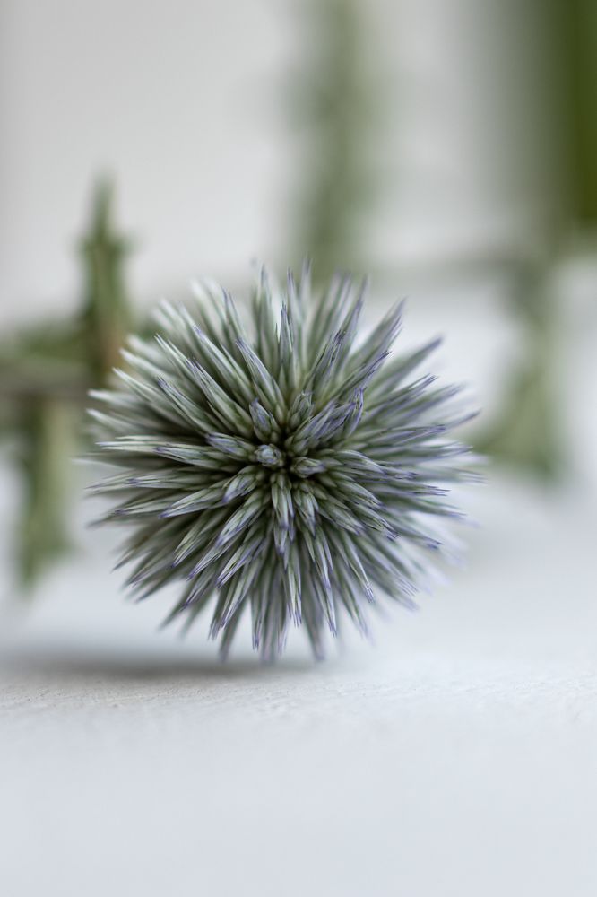 Photograph by Elena Mingazova