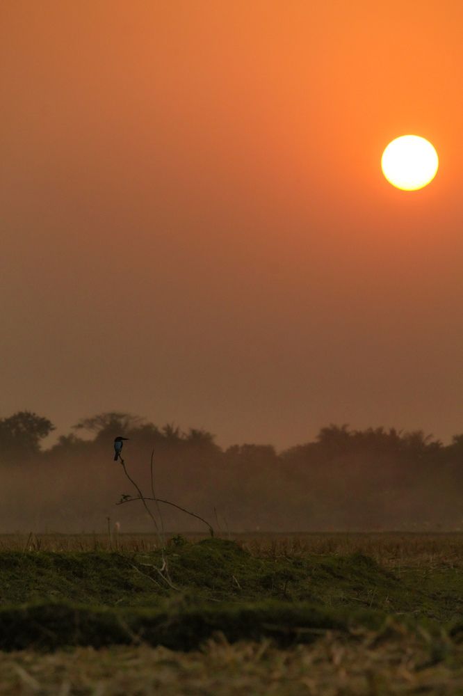 Photograph by Joy Mondal