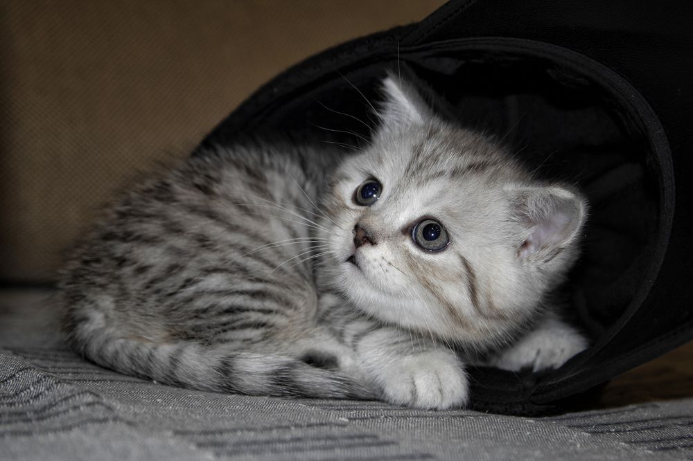 Котенок в шляпе