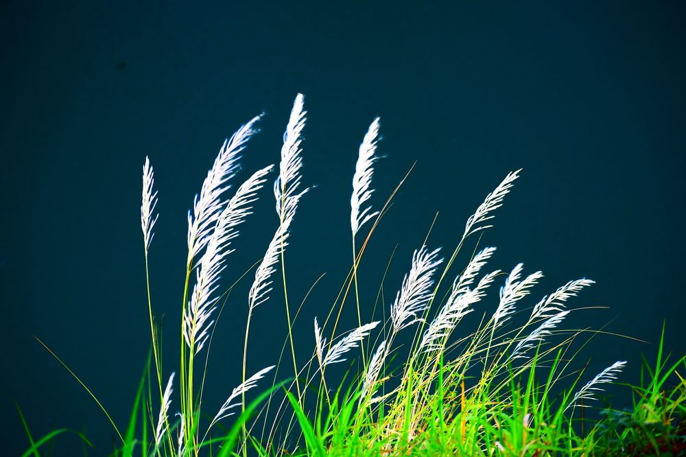 TAPANG,BHUBANESWAR,ODISHA