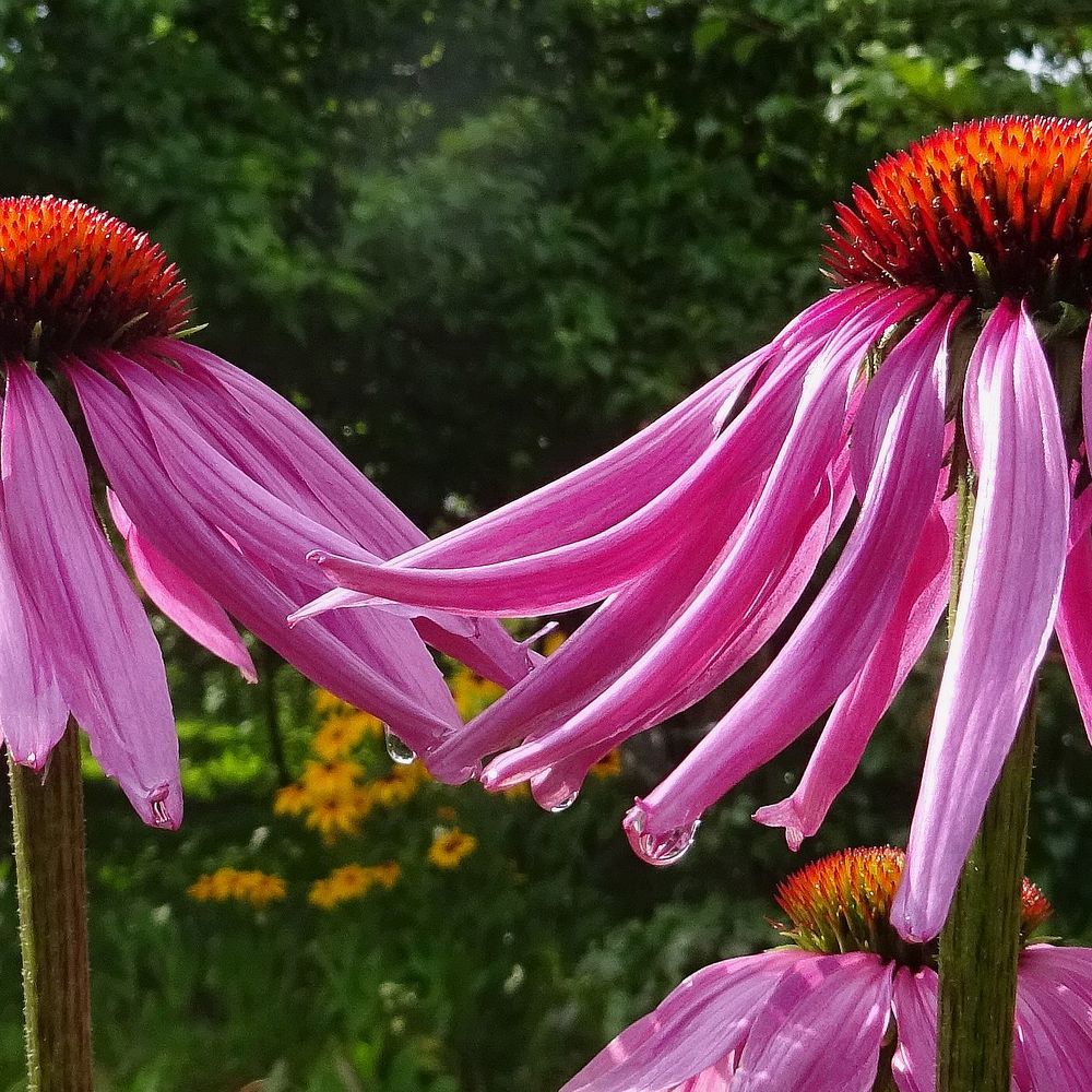 После дождя.