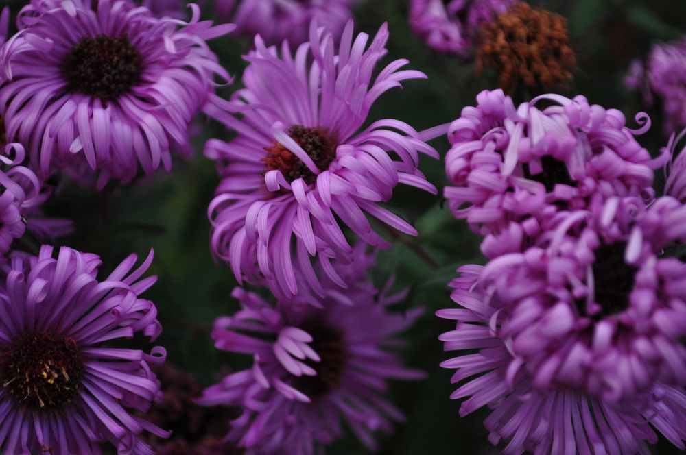 Photograph by Анастасия Обидина