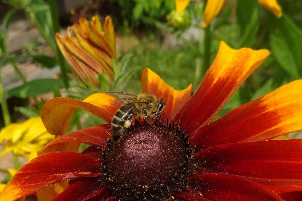 Добытчица пчела.