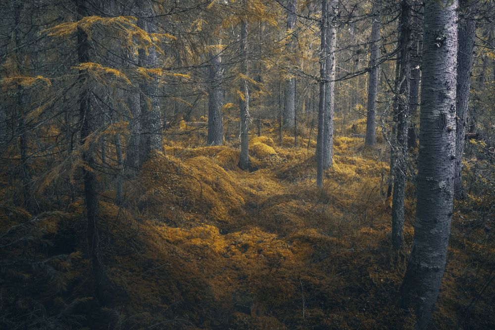 Зелёное царство