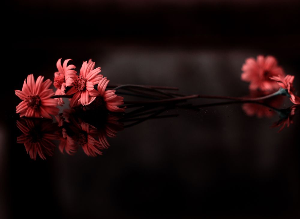 Photograph by Rijas Galleria