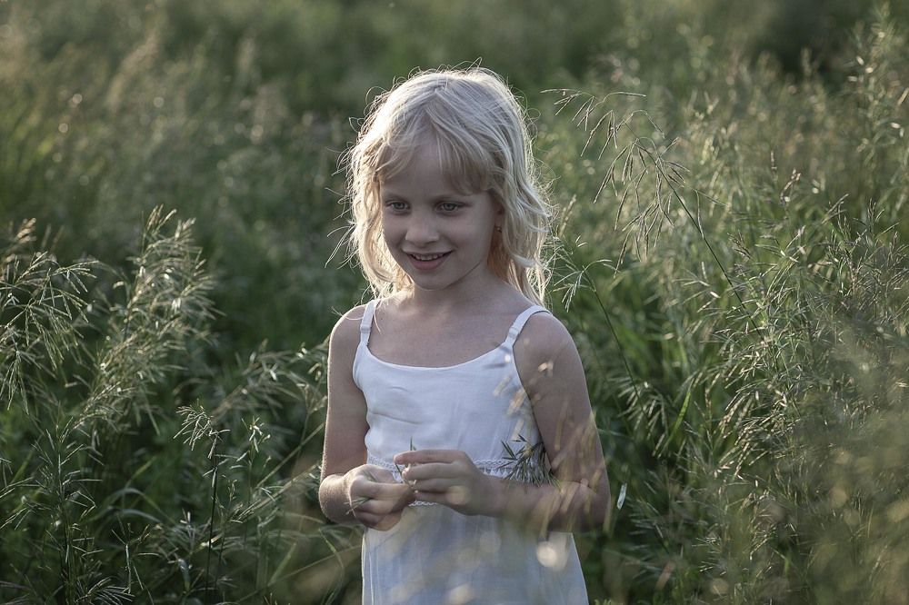 Золотое поле и собака