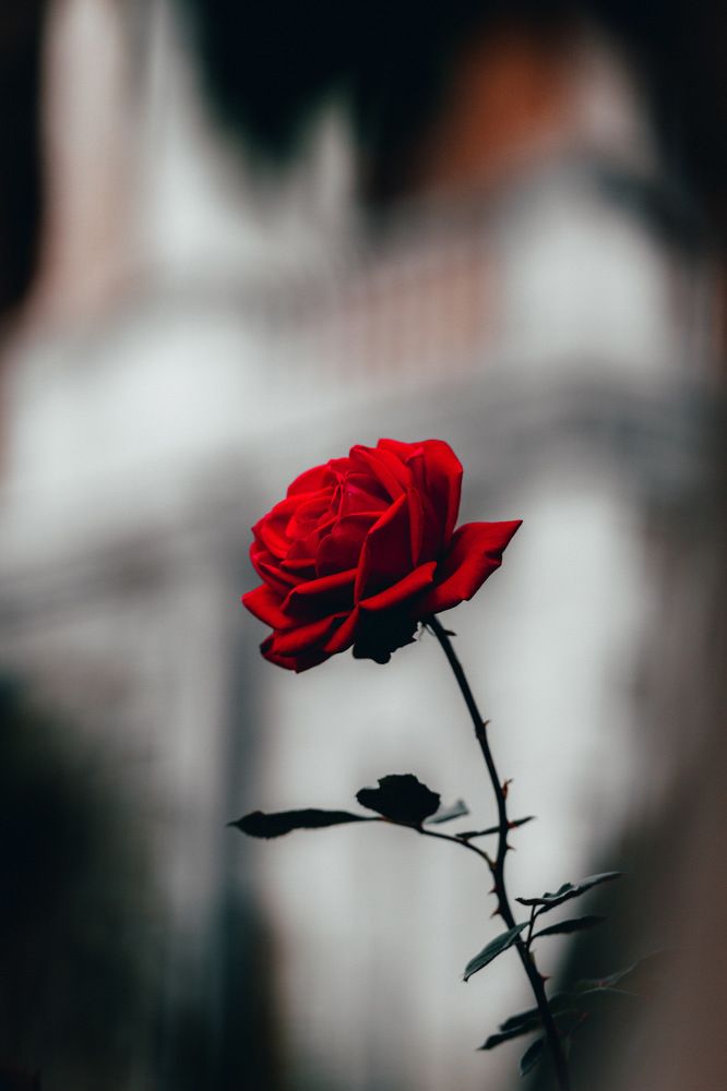 Photograph by Павел Дженбаз