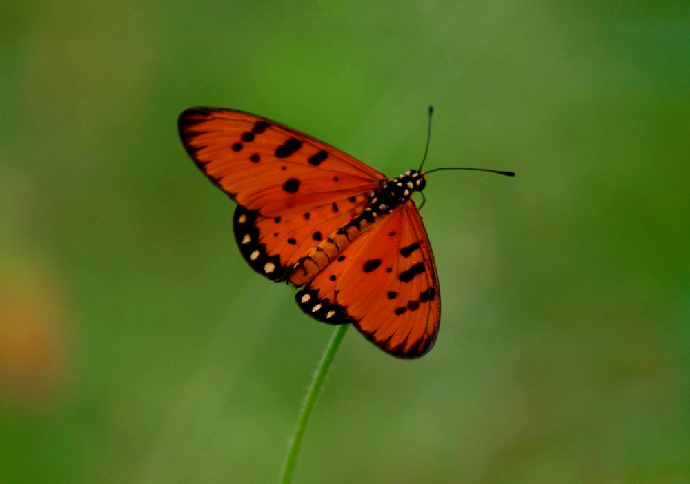 Photograph by Rijas Galleria