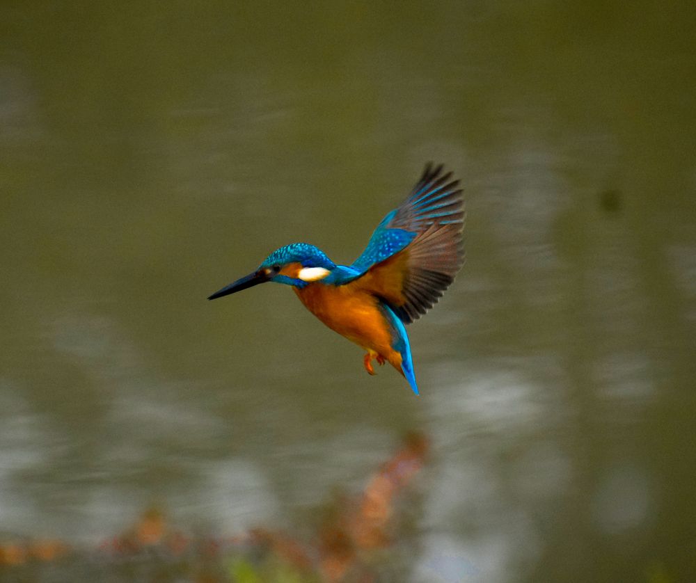 Photograph by Md. Motiur Rahman