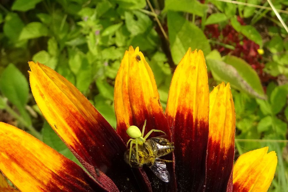 Цветочный паук убил пчелу своим ядом.